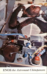 Enos The Astronaut Chimpanzee Space & Rockets Postcard Postcard