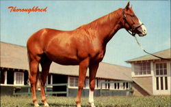 Thoroughbred Postcard