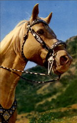 Palomino With Silver Trim Harness Postcard