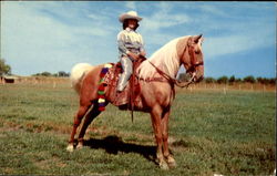 A Fine Palomino Of The Southwest Horses Postcard Postcard