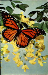 Tropical Butterfly Postcard