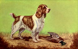 The Cocker Spaniel Postcard