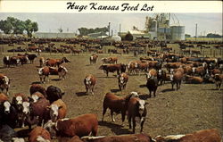 Huge Kansas Feed Lot Cows & Cattle Postcard Postcard