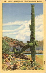 Famous Walking Cactus Wickenburg, AZ Postcard Postcard