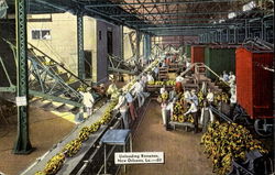 Unloading Bananas Postcard