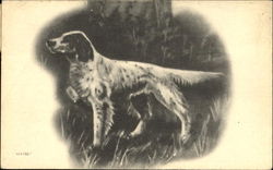 Pointer Dogs Postcard Postcard