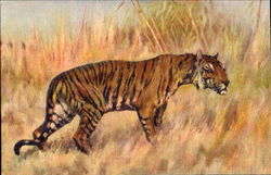 Tiger Postcard