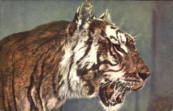 Siberian Tiger Postcard