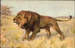 Lion Postcard