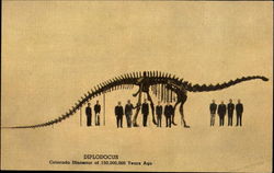 Diplodocus Postcard Postcard