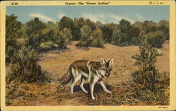 Coyote The Desert Outlaw Postcard Postcard