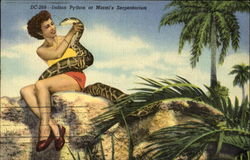 Indian Python At Miami's Serpentarium Postcard Postcard