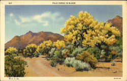 Palo Verde In Bloom Cactus & Desert Plants Postcard Postcard