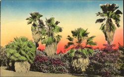 Typical Palm Scene In California Cactus & Desert Plants Postcard Postcard