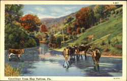 Greetings From Hop Bottom Pennsylvania Postcard Postcard