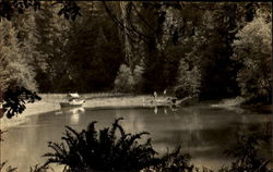 Lake Scene at Bohemian Grove Postcard