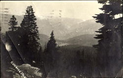 Forest Mountain Scene Postcard