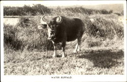 Water Buffalo Postcard Postcard