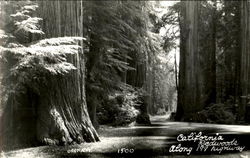 California Redwoods, 199 Hiway Scenic, CA Postcard Postcard