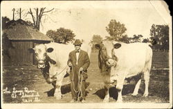 The Lange Oxen At Standish Postcard