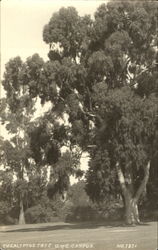 Eucalyptus Tree, U of C Campus Berkeley, CA Postcard Postcard