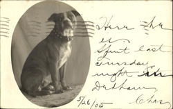 Dog Postcard