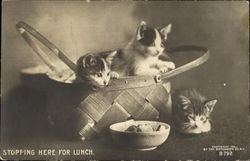 Kittens Stopping Here For Lunch Postcard