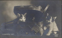 Kittens A Sample Lot Postcard