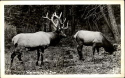 Washington Elk Postcard Postcard