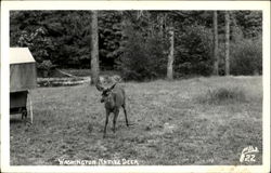 Washington Native Deer Postcard