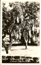 The Sausage Tree, University of Hawaii Postcard