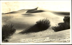 The Fated Mesquite Bushes In The Path Of The Sand Dunes, Death Valley Scenic, CA Postcard Postcard