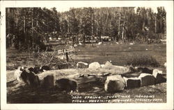 Soda Spring Scenic, CA Postcard Postcard