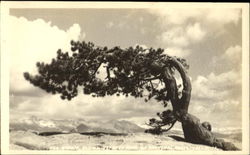 The Storm Brown Teferly Pine On Sentinal Brook Yosemite Postcard