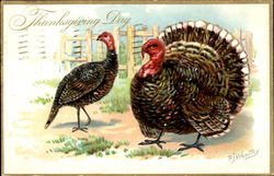 Thanksgiving Day Turkeys Postcard Postcard