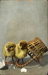 Two Chicks Postcard