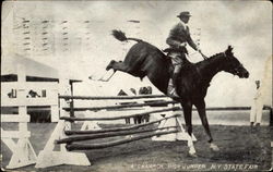 A Champion High Jumper New York Horses Postcard Postcard