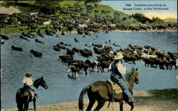 Cowboys Rounding Up Range Cattle In The Northwest Cowboy Western Postcard Postcard