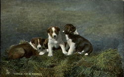 Three Of A Family Dogs Postcard Postcard