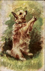 Dog Begging Dogs Postcard Postcard