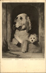 Landseer Dignity And Impudence, National Gallery Dogs Postcard Postcard