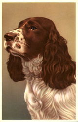 Setter Dogs Postcard Postcard