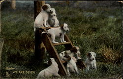 We Are Seven Dogs Postcard Postcard