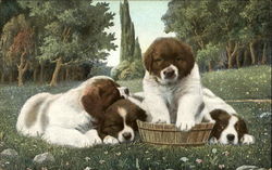 Puppies Postcard