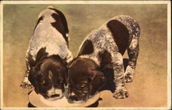 Puppies Dogs Postcard Postcard