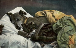 Tired Out Playmates Dogs Postcard Postcard