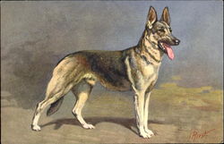 Alsatian Wolfhound Postcard