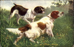 Setter And Pointer Dogs Postcard Postcard