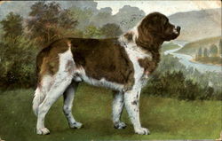 St. Bernard Saint Bernards Postcard Postcard