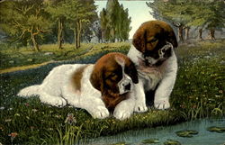 St. Bernard Puppies Saint Bernards Postcard Postcard